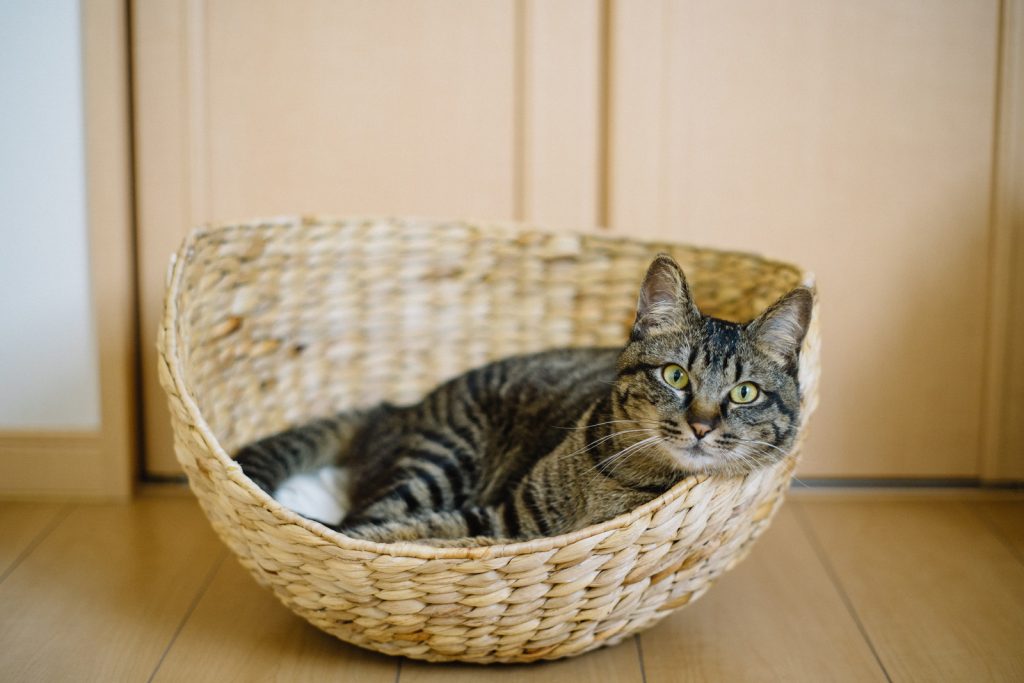 Cama de gato com cesto