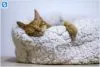 Como fazer cama para gato? 10 ideias Como fazer cama para gato? 10 ideias