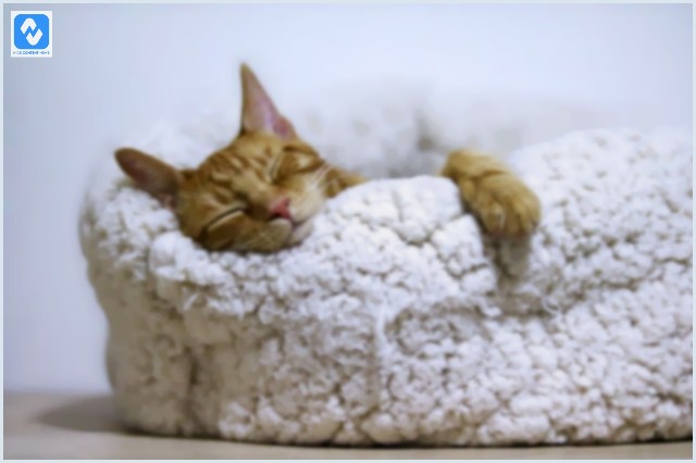 Como fazer cama para gato? 10 ideias