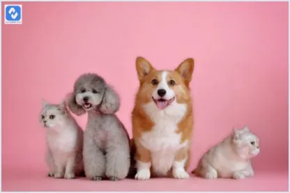 Qual o segmento do mercado pet que mais tem crescido?