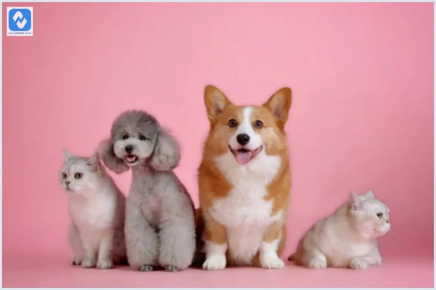 Qual o segmento do mercado pet que mais tem crescido?