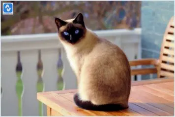 Conheça quais são as raças de gatos que vivem mais