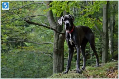 Maiores cachorros do mundo: Top 10 de cães enormes