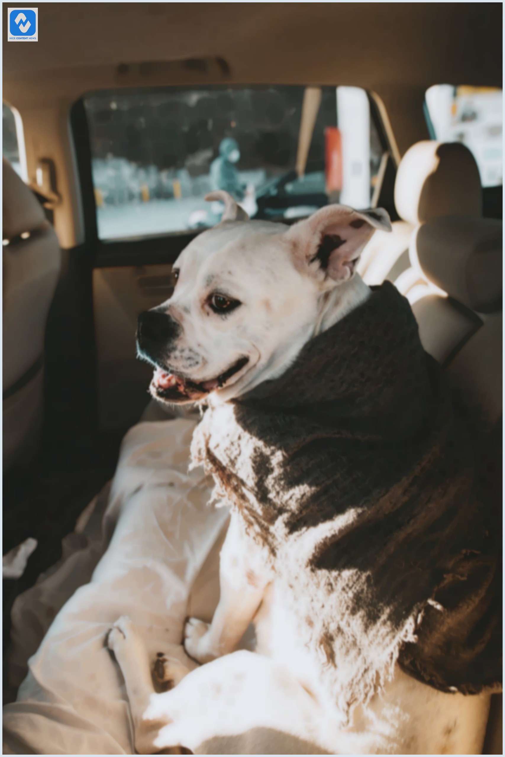 Viajar com cachorro: dicas importantes para sua viagem de carro