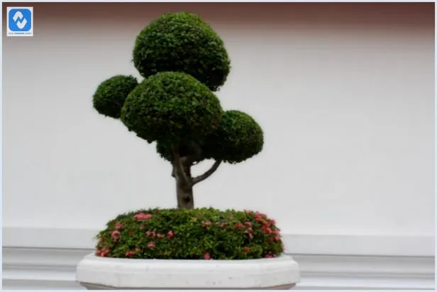 Qual é o valor de um bonsai? Qual é o valor de um bonsai?