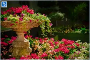 9 dicas para ter um jardim incrível em sua casa 9 dicas para ter um jardim incrível em sua casa