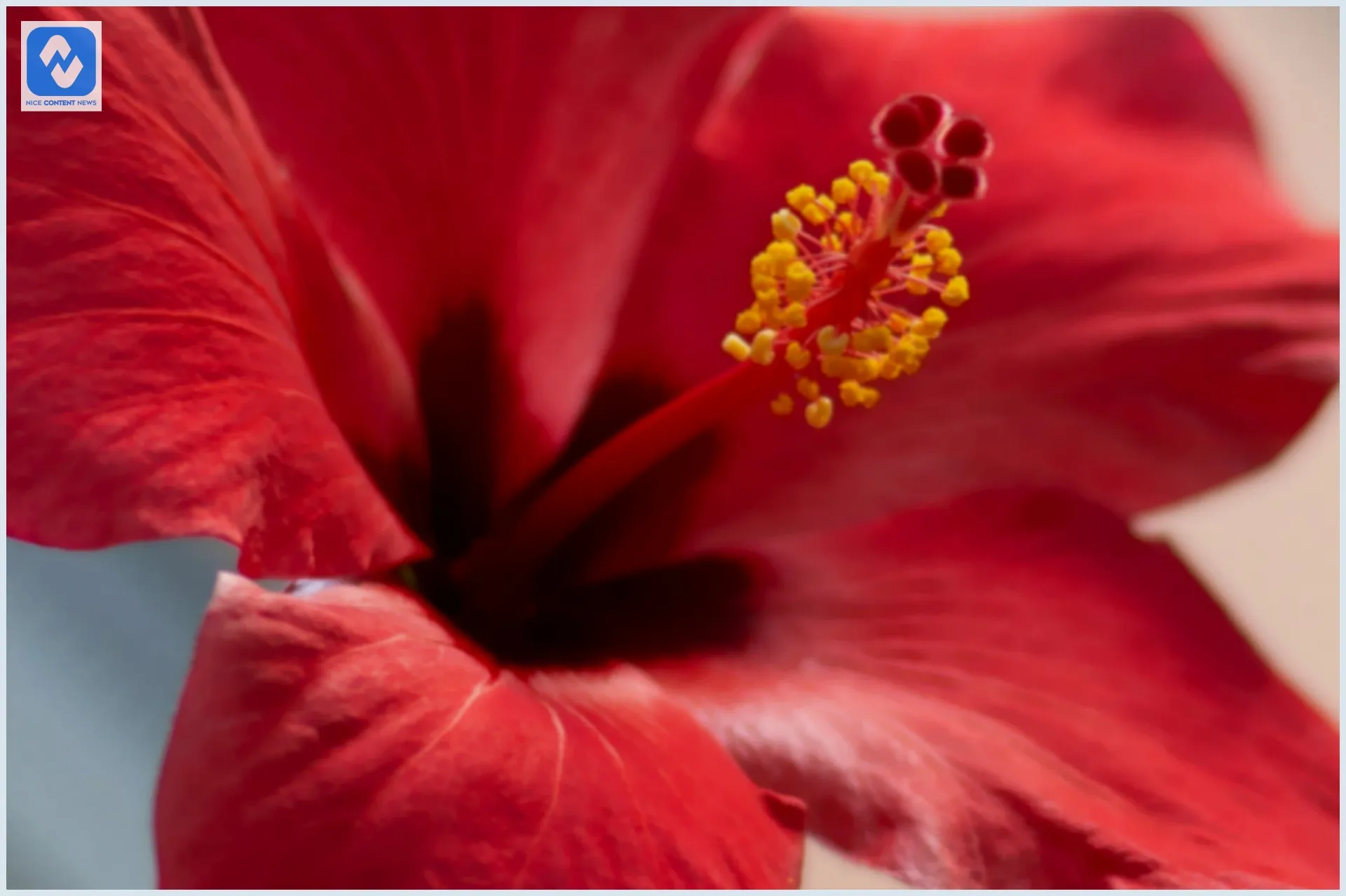 Como o hibisco pode ajudar em uma rotina mais leve Hibisco