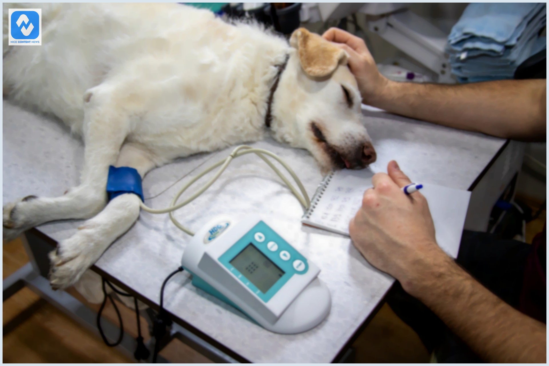 Cachorro doente em um veterinário