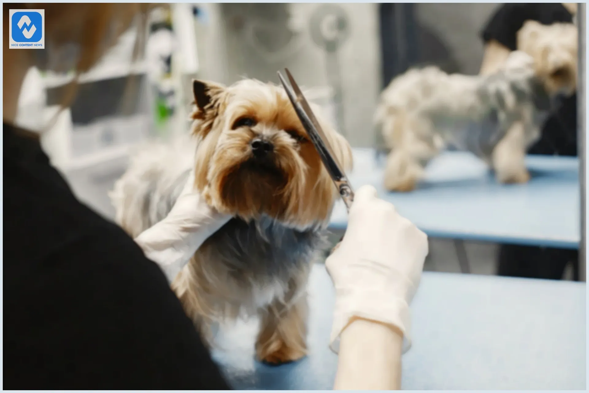 4 dicas para quem deseja trabalhar com pets