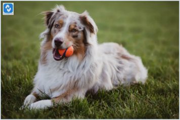5 cuidados cachorro com pelos longos 5 cuidados cachorro com pelos longos