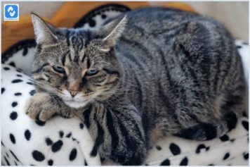 5 Itens essenciais para o bem-estar do seu pet: descubra o que comprar no petshop online! 5 Itens essenciais para o bem-estar do seu pet: descubra o que comprar no petshop online!