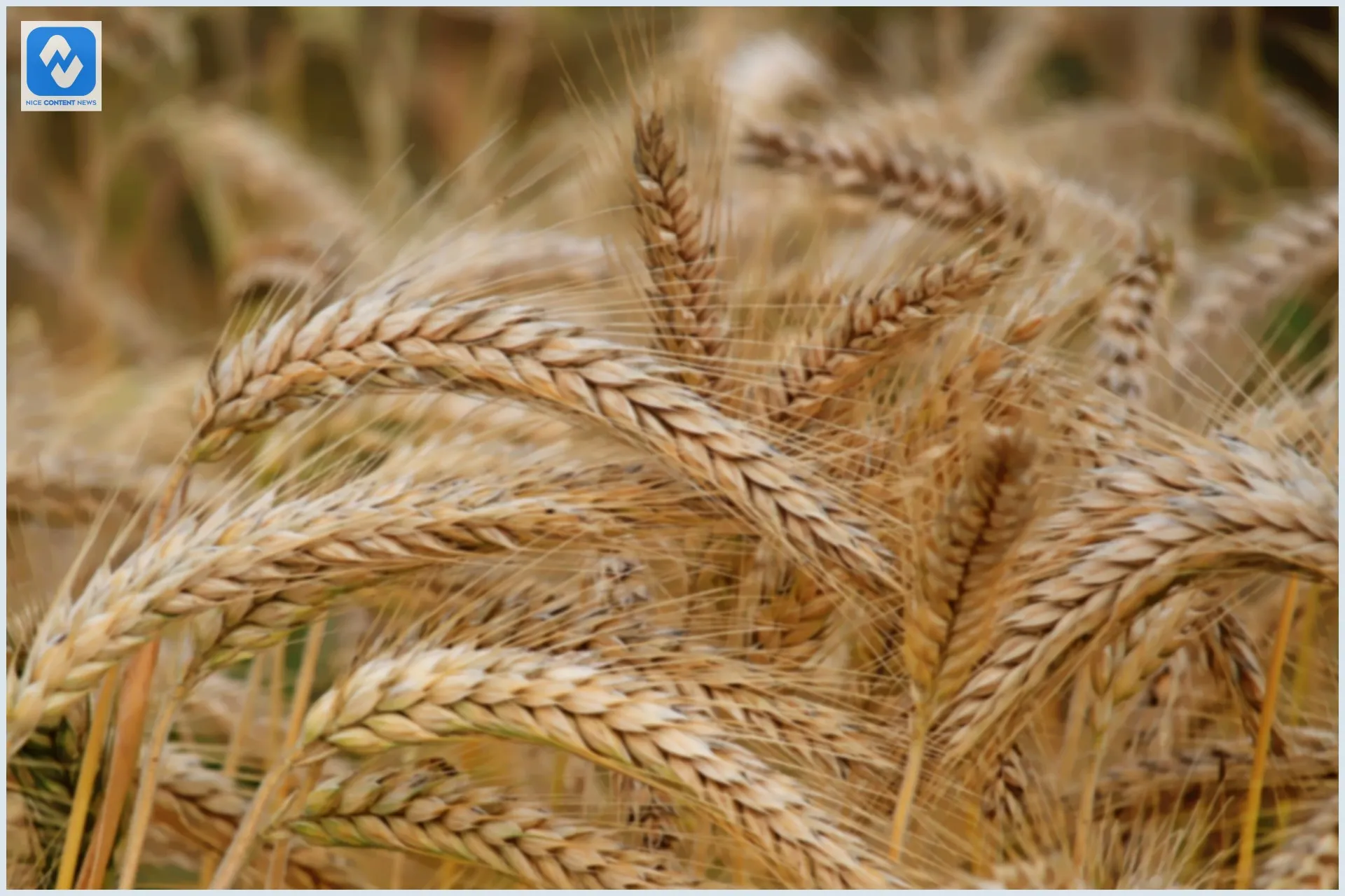 Como fazer seguro de plantação? Saiba a melhor forma de contratar