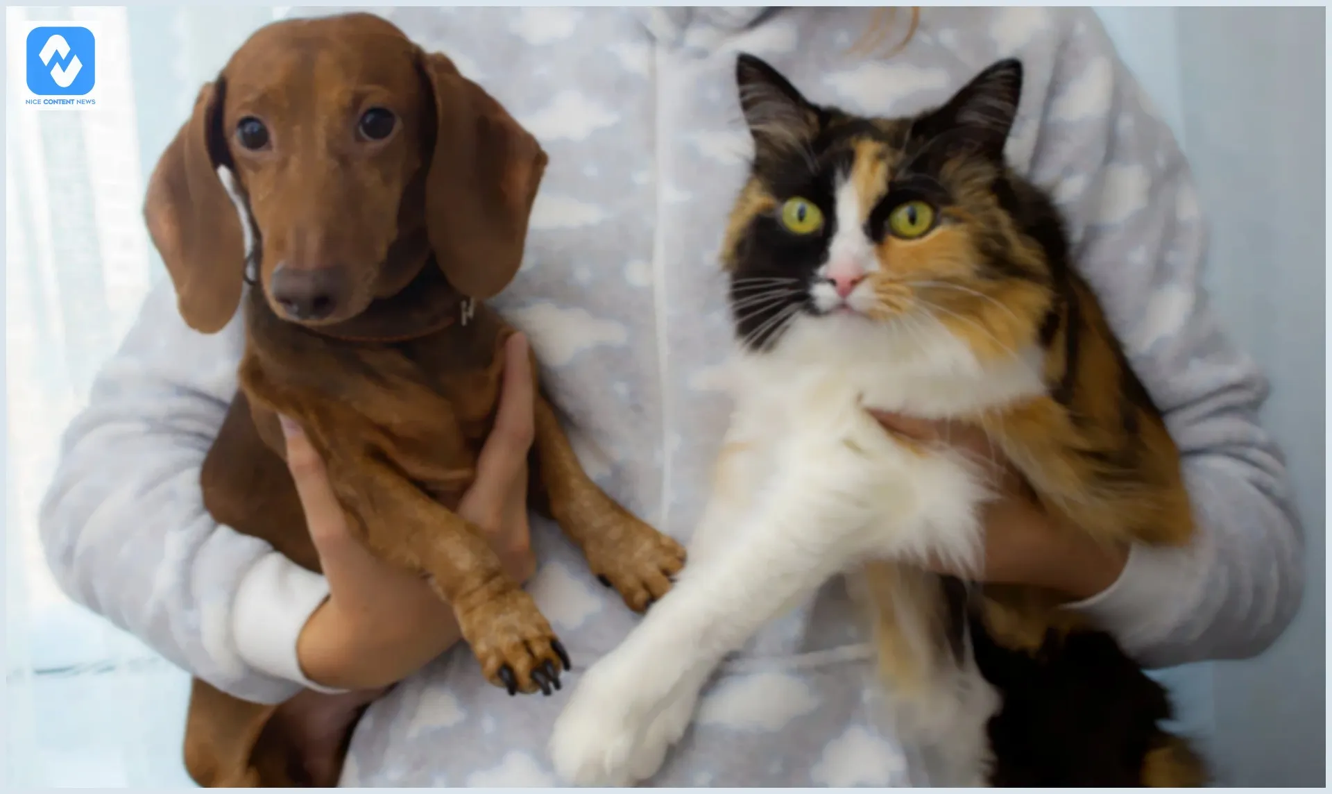 Desistir do animal impacta o emocional do pet: veja dicas para se adaptar ao bichinho Desistir do animal impacta o emocional do pet: veja dicas para se adaptar ao bichinho