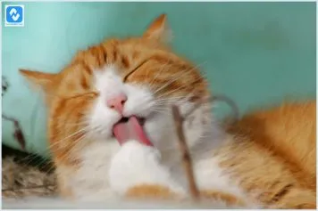 10 cuidados para ter com gatos peludos 10 cuidados para ter com gatos peludos