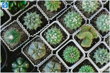 Nove Espécies de Cactos Venenosos que Você Deve ter Cuidado Nove Espécies de Cactos Venenosos que Você Deve ter Cuidado