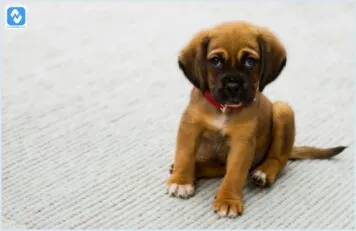 Problemas Comuns de Saúde em Cachorros Pequenos: Identificação e Prevenção Eficazes Problemas Comuns de Saúde em Cachorros Pequenos: Identificação e Prevenção Eficazes