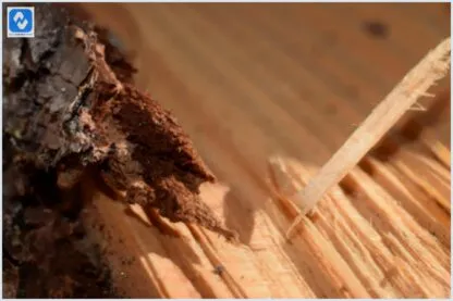 Como eliminar cupins de forma eficaz