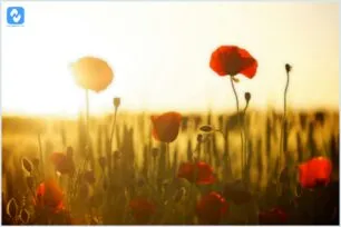 Plantas Que Gostam de Sol e Ainda Recompensam Com Muitas Flores Plantas Que Gostam de Sol e Ainda Recompensam Com Muitas Flores