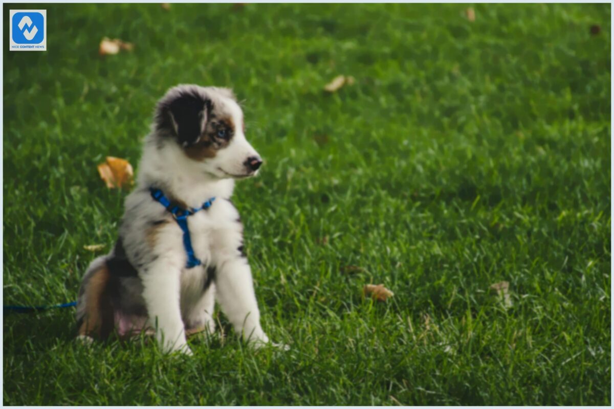 Como escolher a coleira do seu cão Como escolher a coleira do seu cão