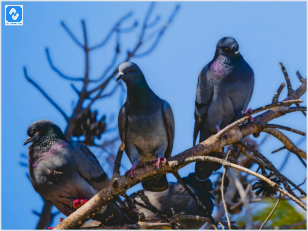 Como evitar que as pombas invadam a plantação? Como evitar que as pombas invadam a plantação?