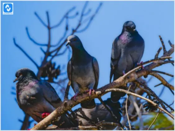 Como evitar que as pombas invadam a plantação?