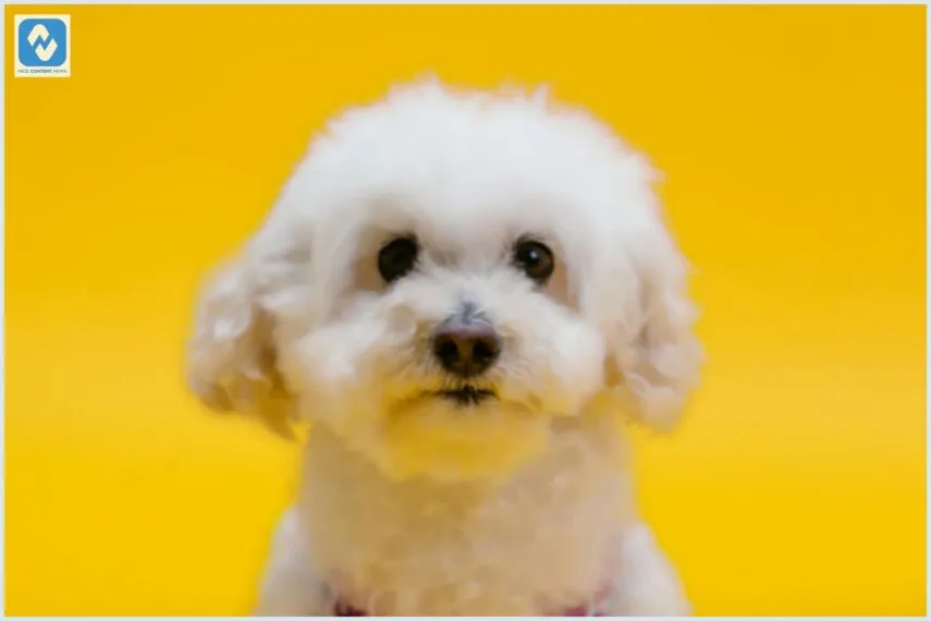 Por que a aromatização dos medicamentos da DrogaVET é um diferencial para os pets?