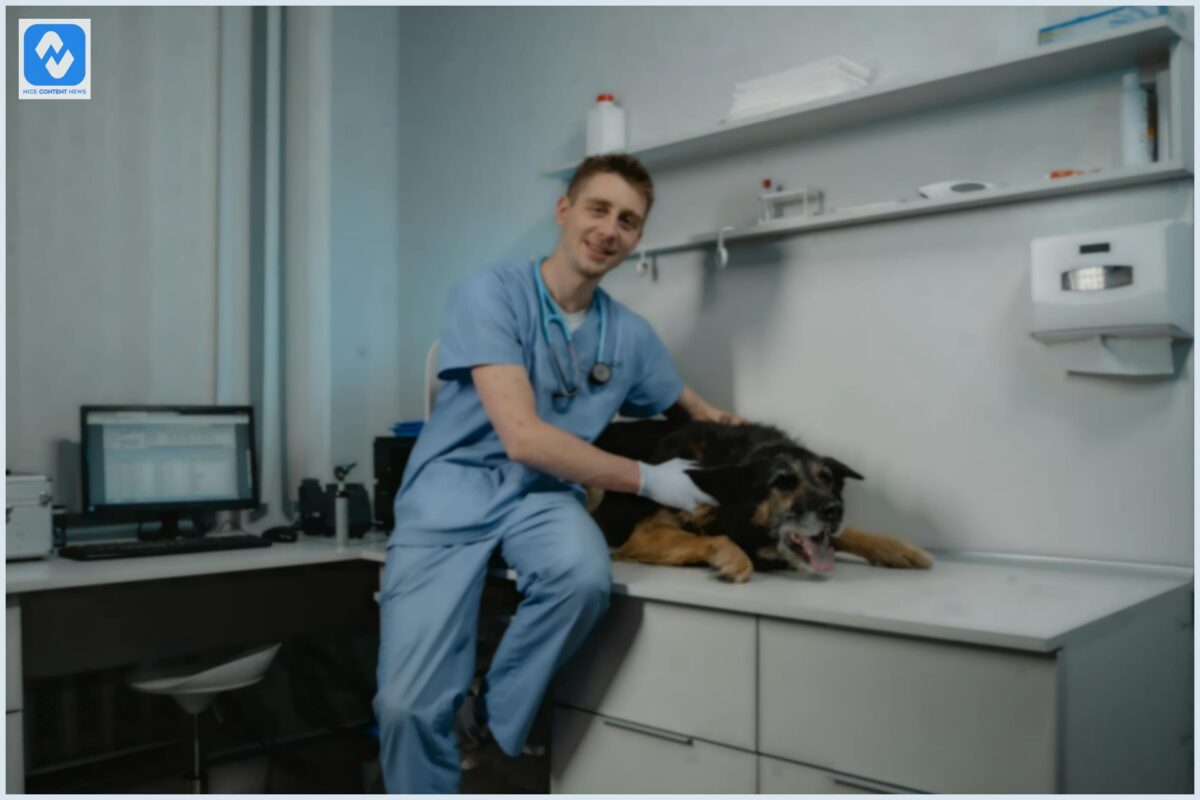 Prescrição Veterinária e DrogaVET: Como a manipulação agiliza e melhora a eficiência dos tratamentos Prescrição Veterinária e DrogaVET: Como a manipulação agiliza e melhora a eficiência dos tratamentos