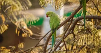 Maritaca verdinha: a alegria que transforma seu dia Maritaca verdinha: a alegria que transforma seu dia