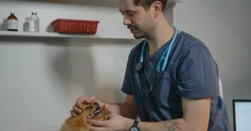 O que levar na primeira visita do pet ao veterinário? O que levar na primeira visita do pet ao veterinário?