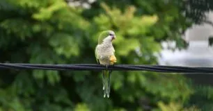 O som da maritaca que acalma suas manhãs corridas