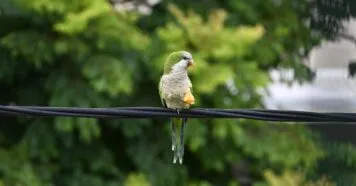 O som da maritaca que acalma suas manhãs corridas O som da maritaca que acalma suas manhãs corridas