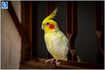 Como criar um ambiente seguro para a sua calopsita em casa