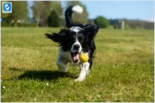 Brinquedos para cães idosos: Estimulando a mente sem forçar o corpo