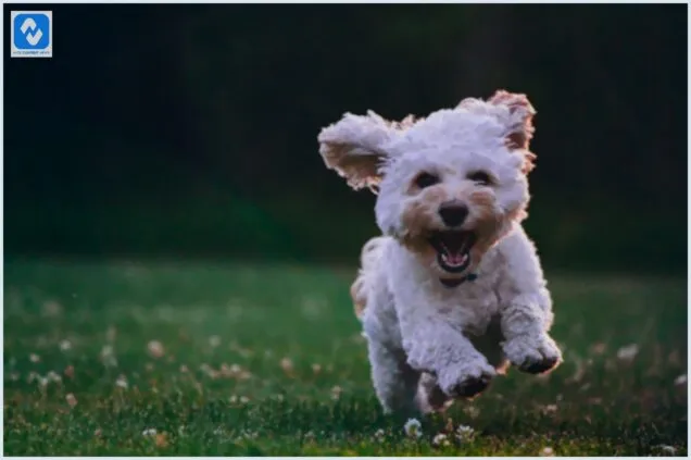 Como Deixar Seu Cachorro Mais Feliz com Pequenas Mudanças na Rotina